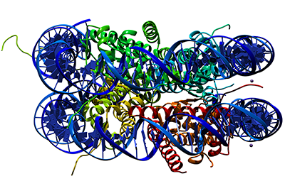 nucleosome (side view)